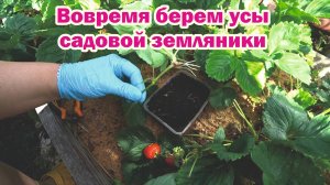 Вовремя берем усы садовой земляники на укоренение