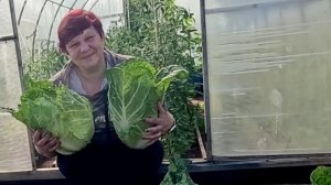 Сеем Пекинку на осенний сбор!! Какие сорта выбрать, чтобы получить отличный урожай!!