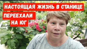 #51Сегодня собираю для себя/Малина 10 сортов/Бахча ростет/Яблоки поспели/Кошу новой газонокосилкой