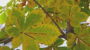 Листья- красивое осеннее слайд-шоу!