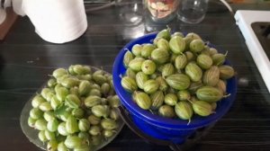 Колючий но сладкий крыжовник!/рыбки ночью ,говорят!/