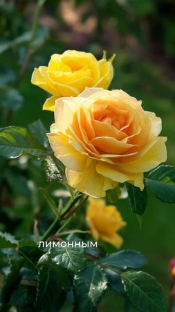 Розы для ленивых — не боятся дождя, быстро приживаются 🌹