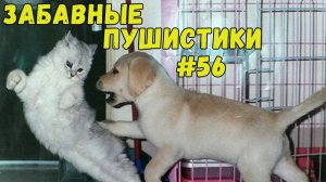 Я РЖАЛ ДО СЛЕЗ 😹 СМЕШНЫЕ КОШКИ И СОБАКИ  СМЕШНЫЕ ЖИВОТНЫЕ 2025 😹 ЛУЧШИЕ ПРИКОЛЫ #56