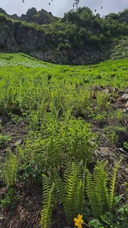 В горах Красной Поляны