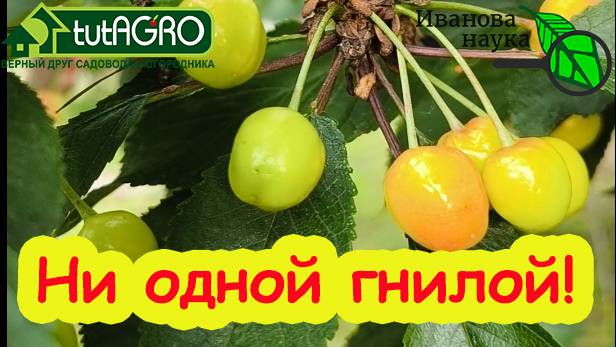 ВИШНЯ и ЧЕРЕШНЯ БЕЗ ГНИЛИ: простое средство для обработки по ягодам. Обязательная обработка сада.