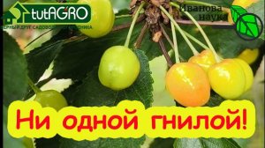 ВИШНЯ и ЧЕРЕШНЯ БЕЗ ГНИЛИ: простое средство для обработки по ягодам. Обязательная обработка сада.