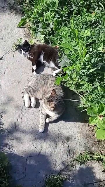 🐈⬛🐈 смотреть онлайн