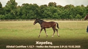 Жеребец (Global Cashflow 1.12,7 – Vodka des Racques 2.01,6) 15.02.2025