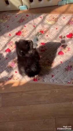#щенкимосква #щенкишпица #шпиц