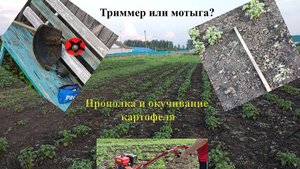 Прополка и окучивание картофеля в 2025 г | Опрыскивание картофеля