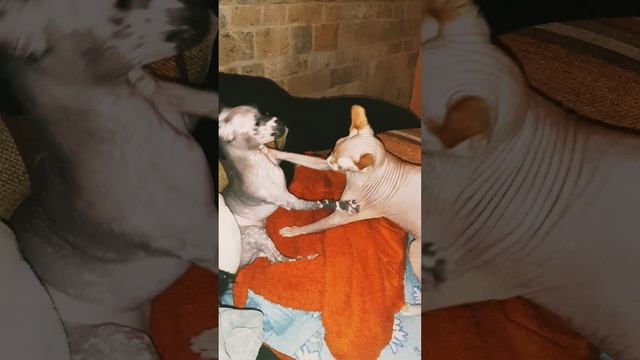 Это про Международный день собак,и бескорыстную любовь кота и собаки