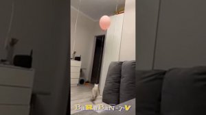 МАМА НЕ РУГАЙ! СМЕШНЫЕ видео с КоТяТаМи и КоШКаМи.