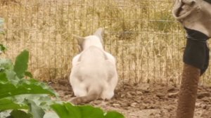 Котэ пасётся и охотится одновременно / ориентал сиамский