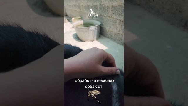 обработка собак от блох