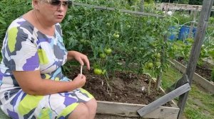 Уход за томатом. Формирование, подкормки.