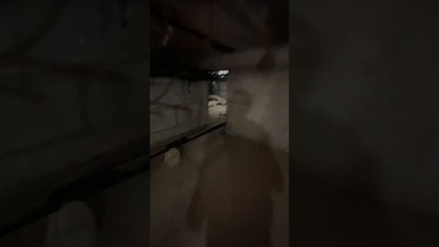 Подвал должен быть сухой, светлый, чистый, без насекомых, грызунов, кошек, собак и птиц