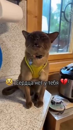 На дачу привезли , а гулять не даете