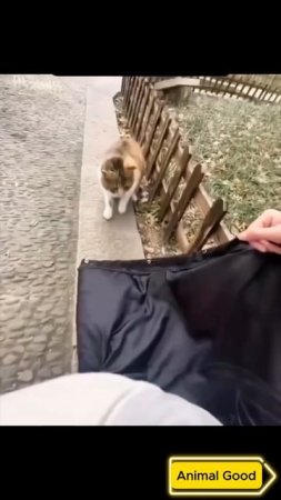 #собаки #кошки #приколы 84