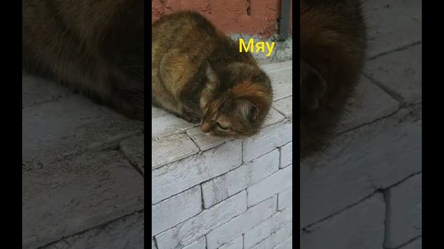 Кот добренький
