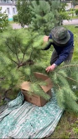 Пчел сняли с сосны в Белогорске