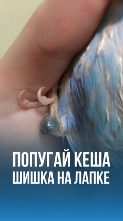История лечения пациента Кешы