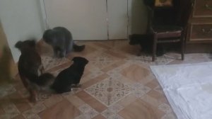 Жизнь в деревне - Наш день. Кот собака и щенки. Приятно вспомнить !