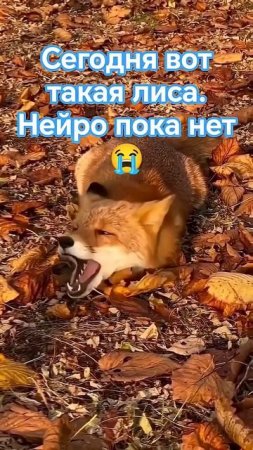 чот такие дела. #лиsа #ЛиSа #лисенок