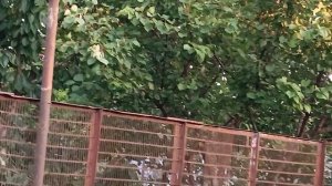 Варенье из персиков. 02.07.25.