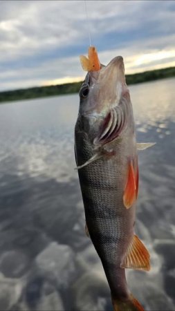 Рыбалка 🎣 как стиль жизни