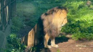 Видео, на котором ничего не происходит