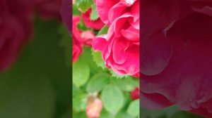 2 июля. Летняя красота....