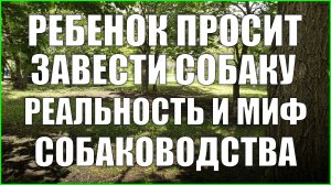 Ребенок просит собаку. Реальность и миф собаководства.