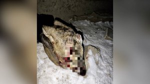 Приговор браконьеру