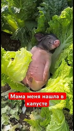Мама меня нашла в капусте
