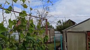 2025 год Подмосковье чеканка винограда 🍇🍇🍇
