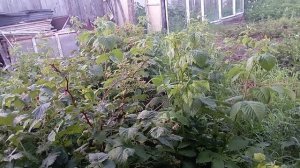 друг оказался дешовкой