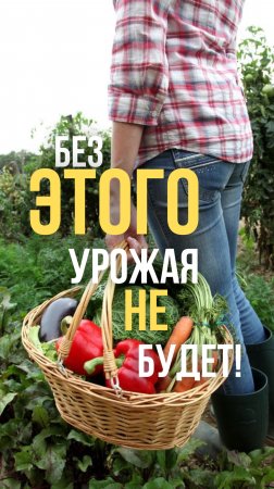 Растения не растут? Эти удобрения спасут урожай