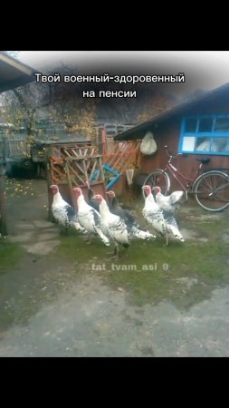 Твой военный-здоровенный на пенсии 😂