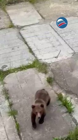Нашествие медведей в Межгорье: жители ежедневно встречают хищников