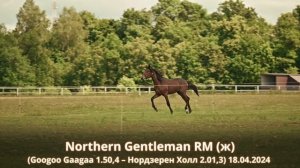 16. Northern Gentleman RM (ж) (Googoo Gaagaa 1.50,4 – Нордзерен Холл 2.01,3) 18.04.2024