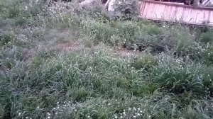 курит не свои всю жизнь