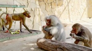 ГЛАВА этой стаи - ЛИДА!? Обьедки- Елисею, но гамадрила Люсю он ЛЮБИТ больше! Тайган