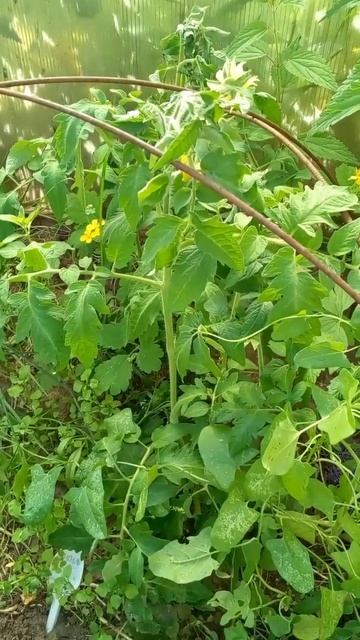 лишь 3 приезда за лето! ПОМИДОРЫ РАСТУТ  САМИ  !! Как они сейчас на даче❓  #сад #минуткаогородника