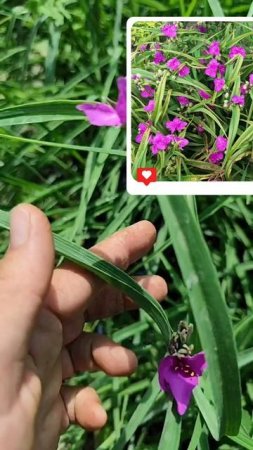 Хотите, чтобы ваш сад цвёл всё лето без перерыва?