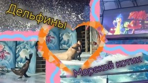 Куда сходить в Новосибирске! / Дельфинарий / 2 Часть /  Ari bayt