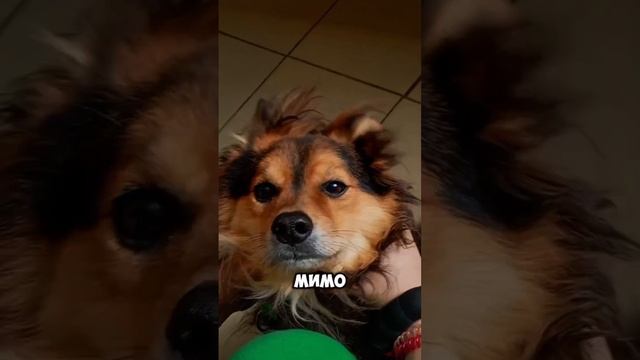 Не может бегать, но умеет влюблять своим обаянием! | Цыпа
