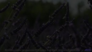 Этот звук под эти пейзажи разорвёт ваше сердце - Не пой! -- POVALISHIN DIVISION -- Выпускайте Кракен