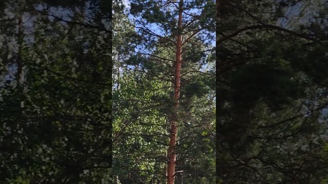 ЛОВЦЫ СОЛНЦА ☀️