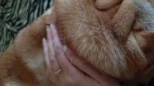 2 июля-международный день собак.А вы поздравили своих носиков?🐶 #шарпей #питомцы