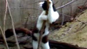 кот стрипризёр